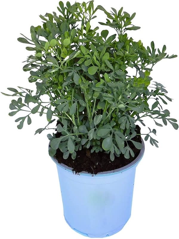 Ruda (Arruda), Semillas3