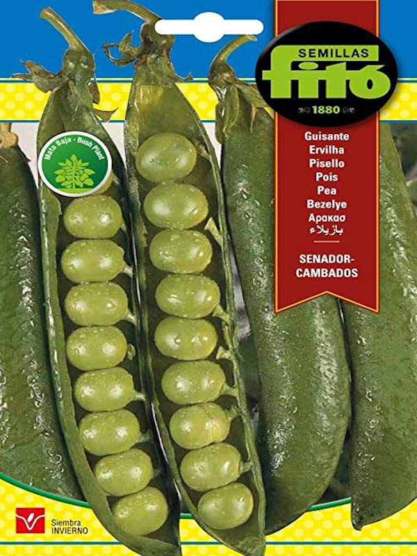 GUISANTE SENADOR (ARVEJON)1