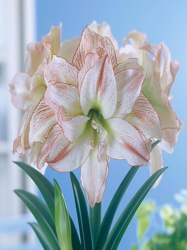 Amaryllis Exclusivo Doble Puntas Crespas. Color: Blanco Size. 26/282