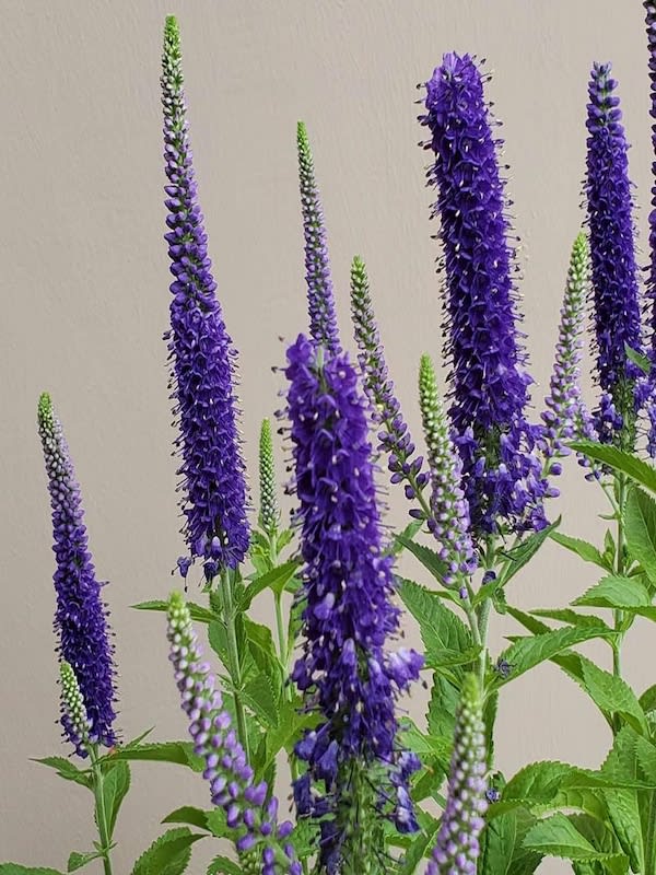 Verónica Spicata. Color: Azul2