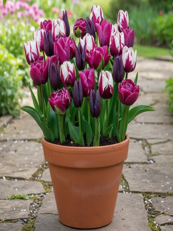 Pack 30 Bulbos Tulipas  Size:12/142