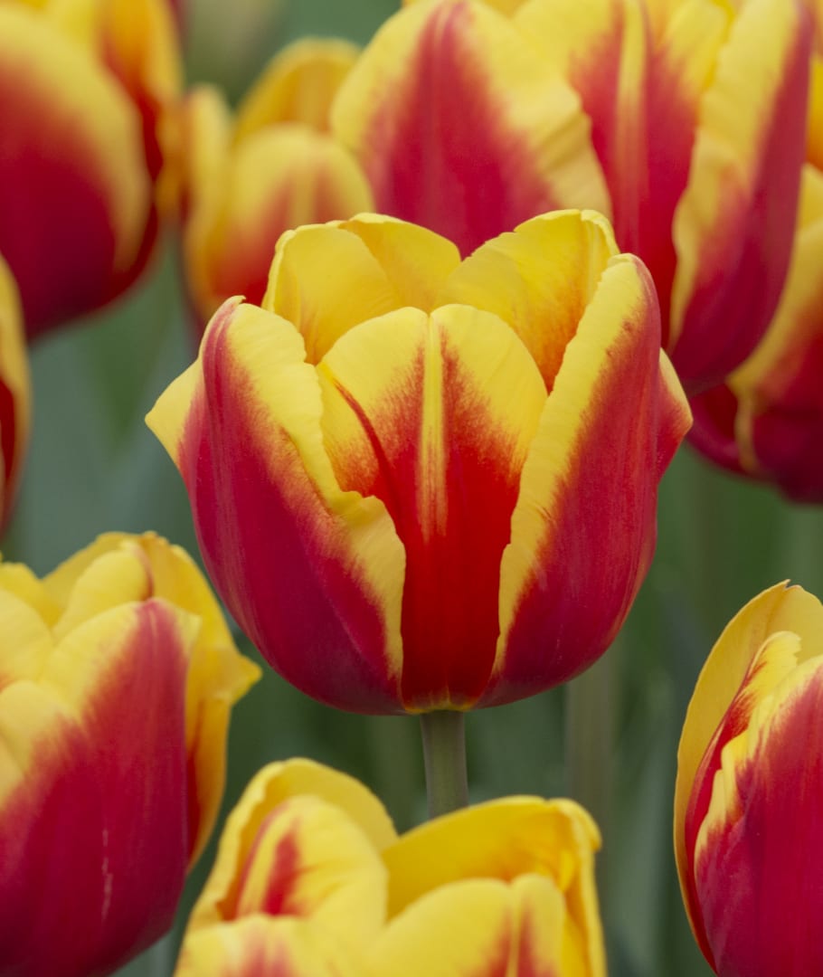 1 Docena de Bulbos Tulipas Color: Rojo/Amarillo . Calibre 12+2
