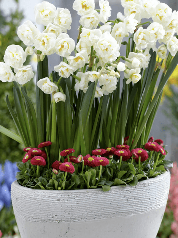 Bulbos de Narcisos. Crema Doble C/Naranjo. Calibre: 12 +3