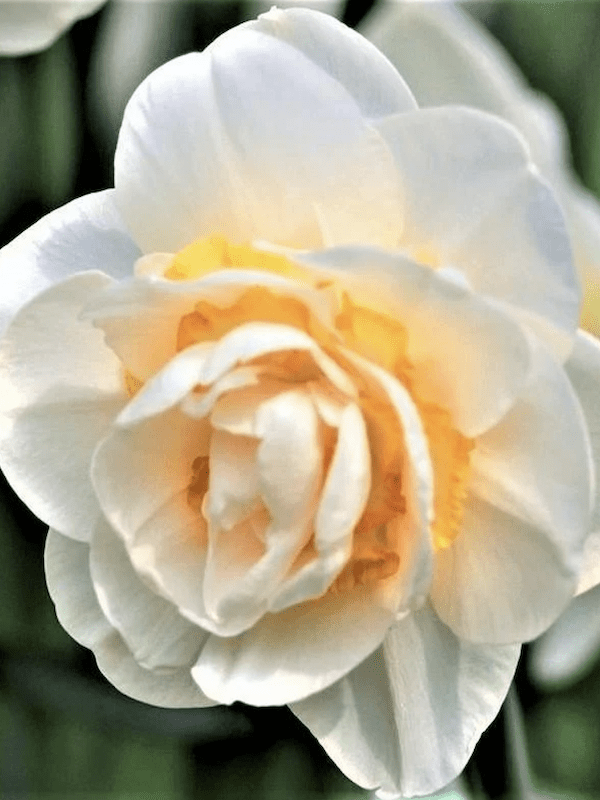 Bulbos de Narcisos. Crema Doble C/Naranjo. Calibre: 12 +2