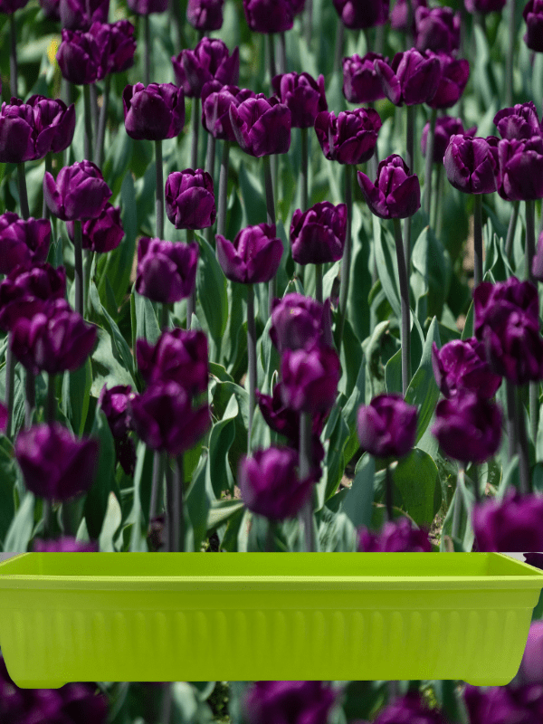 Jardineras.Estriada Rectangular.  Verde Claro. 70x21x15,5 CM1