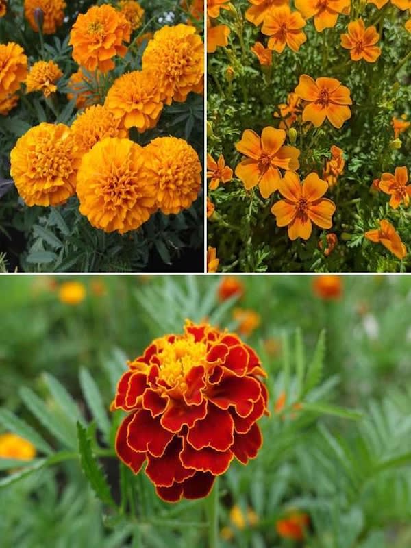 Tagete. Clavel de la India Moro Sobre. 4 Gramos4