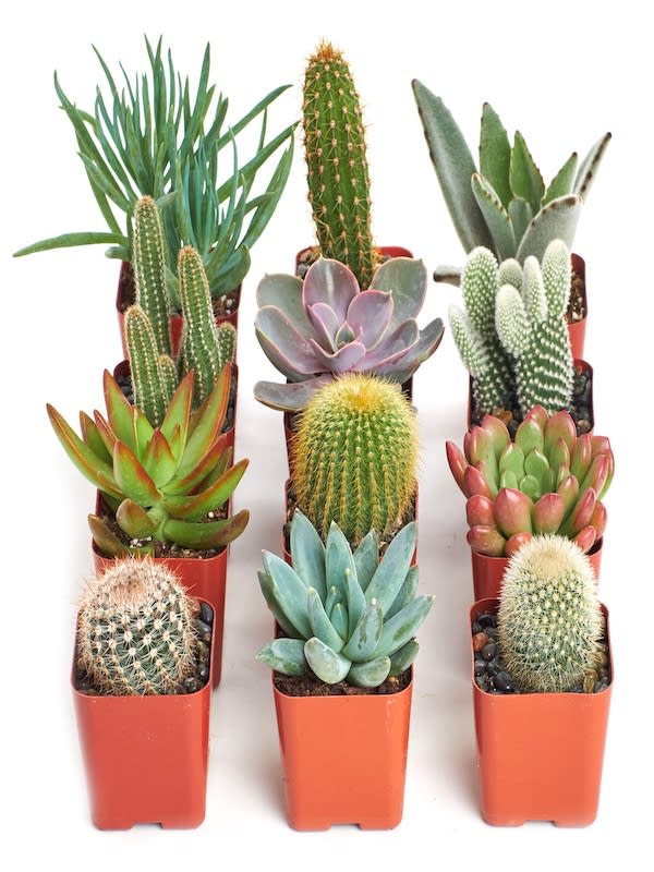Sustrato para Cactus y Suculentas.  Bolsa 6 Litros3