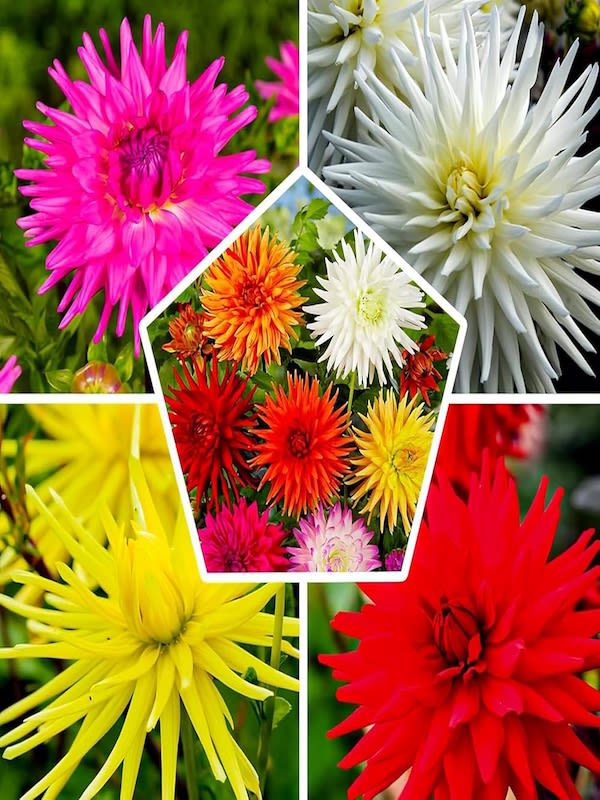 Dalia Cactus Híbrida Doble Colores Variados2