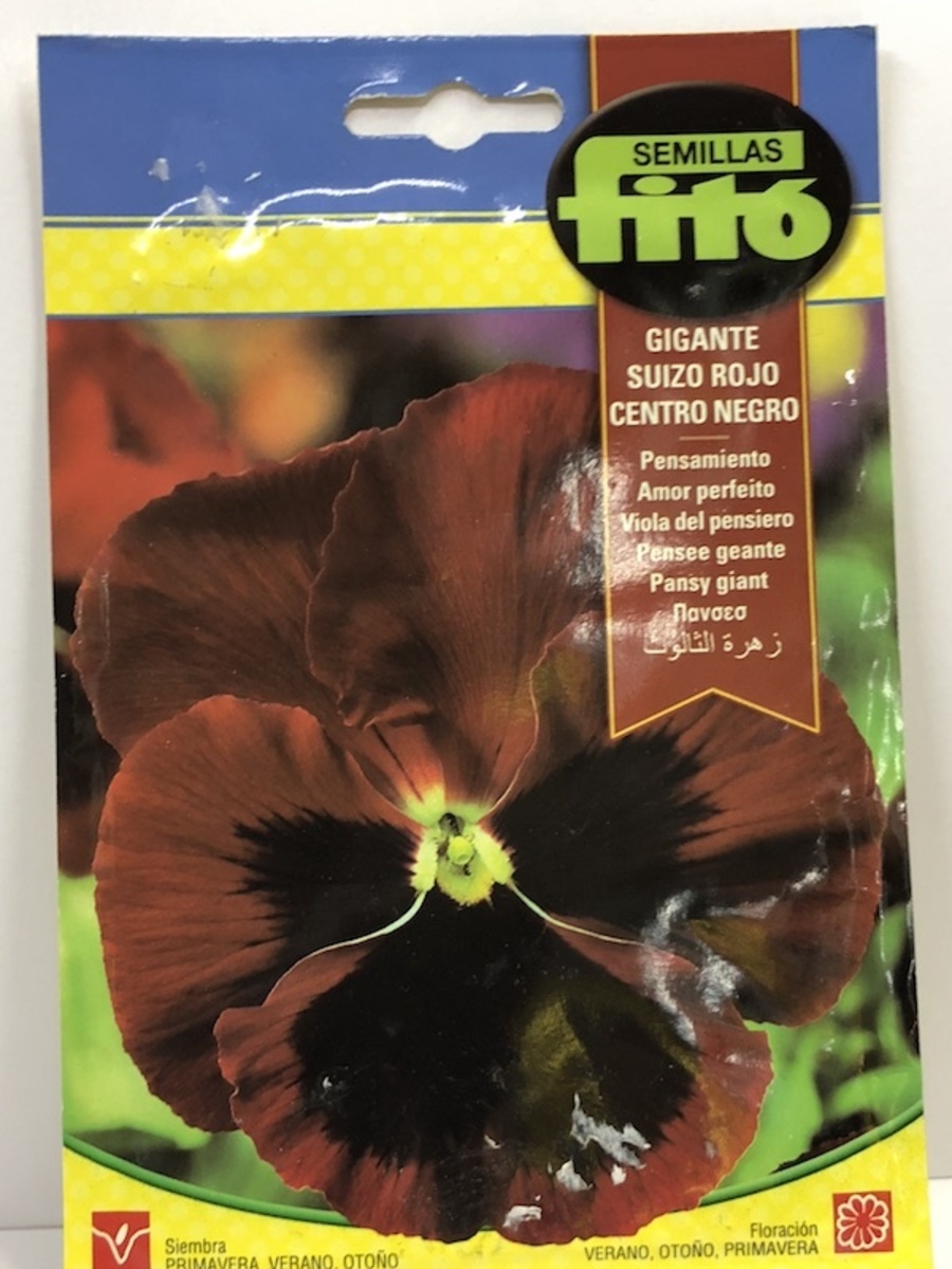 PENSAMIENTO GIGANTE. SUIZO ROJO C/NEGRO1