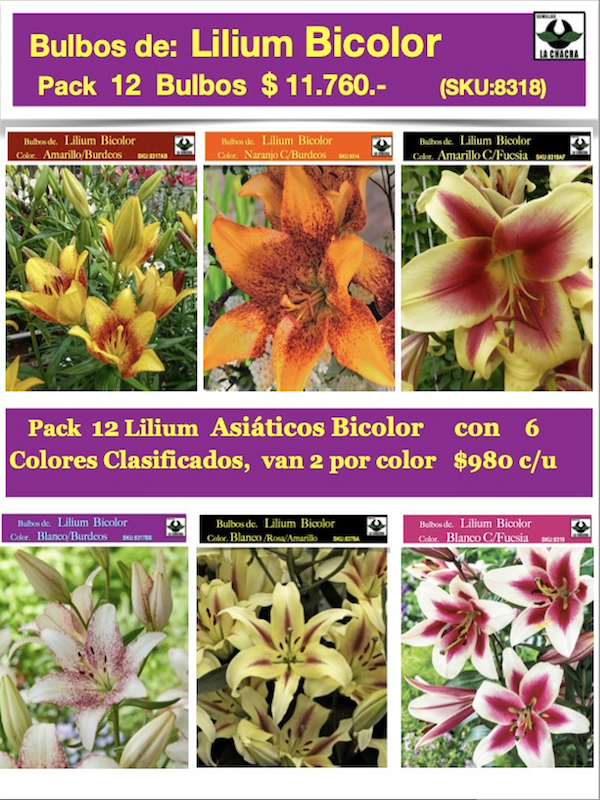 Pack 12 Bulbos de Lilium Bicolor (Bulbos) 6 Colores Clasificados1