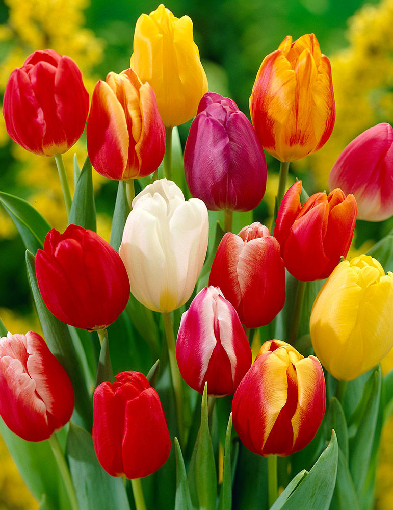1 Docena de Bulbos de Tulipas  . Colores Disponibles. Calibres: 12 +3