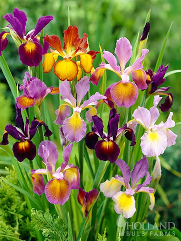 Pack 15 Bulbos de Iris Holándica  5 Colores con 3 Bulbos por Color2
