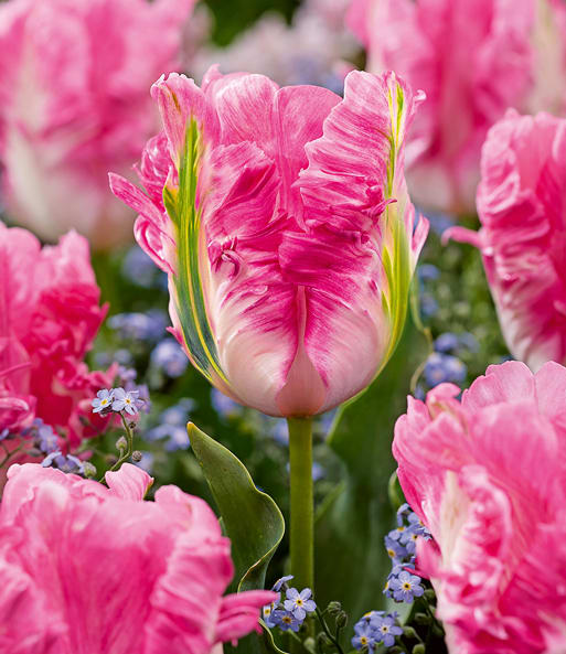 1 Docena Bulbos Tulipas Color: Blanco/Rosa Doble  . Calibre 12 +3