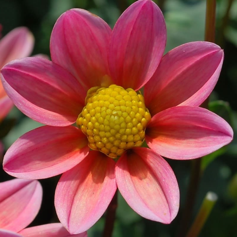 Champas Bulbos de Dalias Top Mix Enana Color: Rosada2