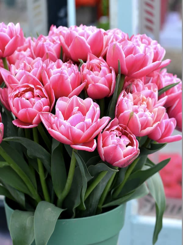 12 Bulbos de Tulipas Color: Rosa Doble Peonía. Calibre 12+2