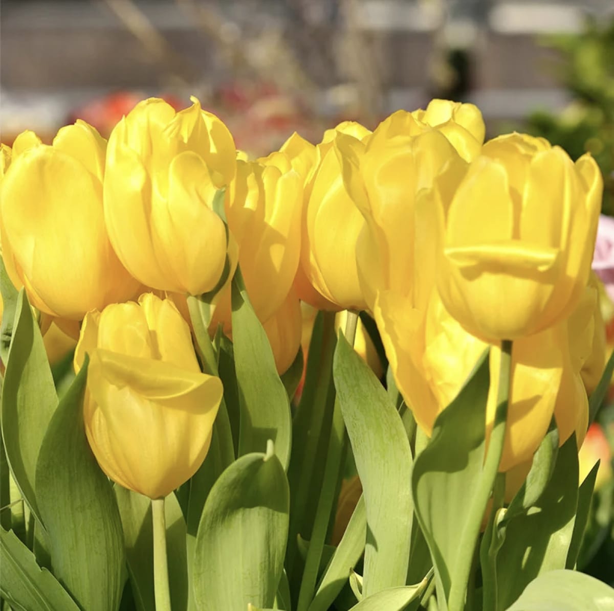 5 Docenas de Bulbos Tulipas Color: Amarillo . Calibre 12-142