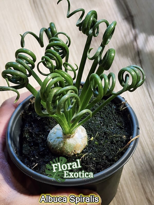 Albuca Spiralis. Bulbo2