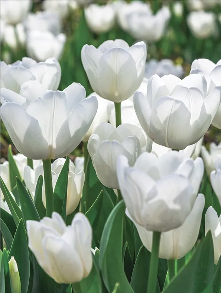 1 Docena de Bulbos Tulipas Color: Blanco Invierno . Calibre 12-142