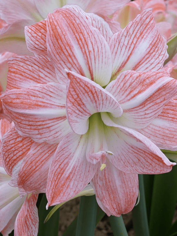 Amaryllis Exclusivo  Color: Blanco Doble Puntas Rosada.Size: 26/283