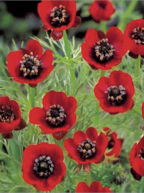 Adonis Gota de Sangre4