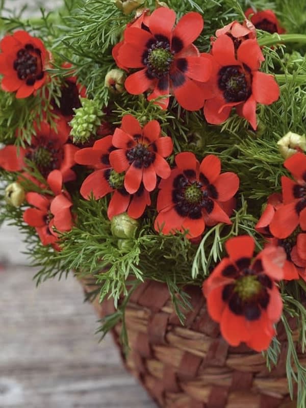 Adonis Gota de Sangre2