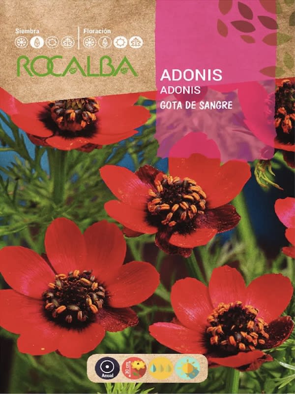 Adonis Gota de Sangre1