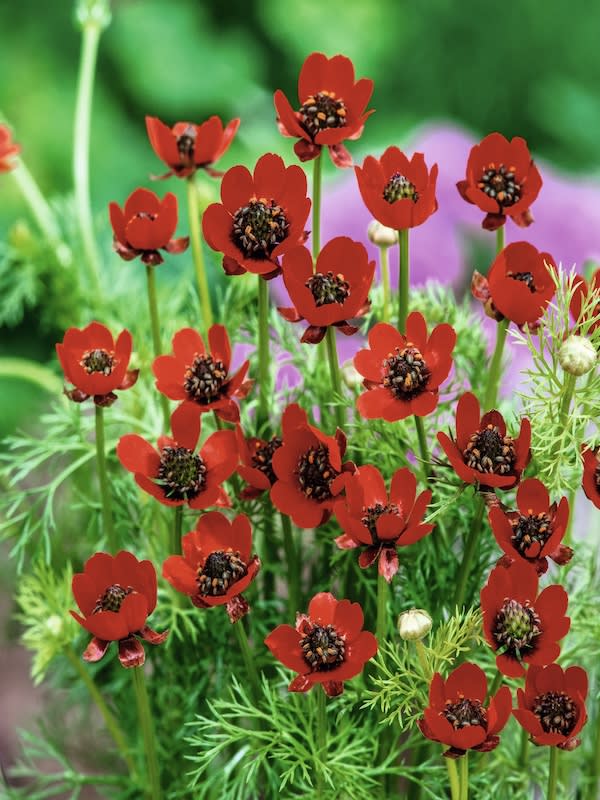 Adonis Gota de Sangre3