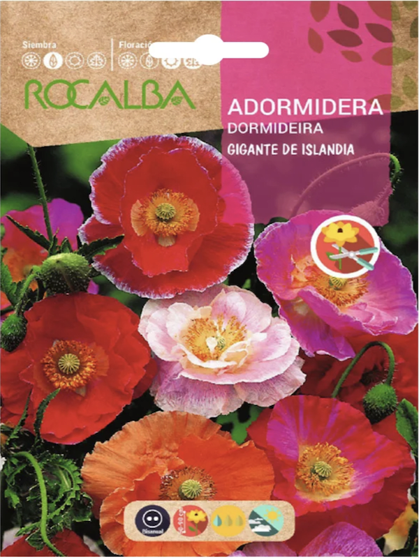 AMAPOLA Gigante de Islandia1
