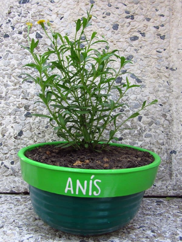 Anís Dulce, Semillas2