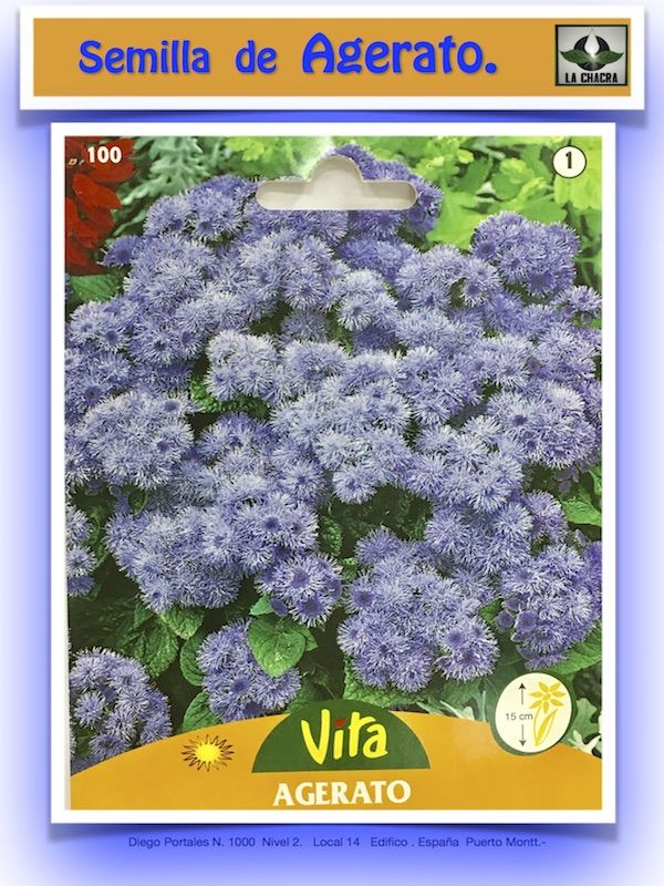AGERATO AZUL1
