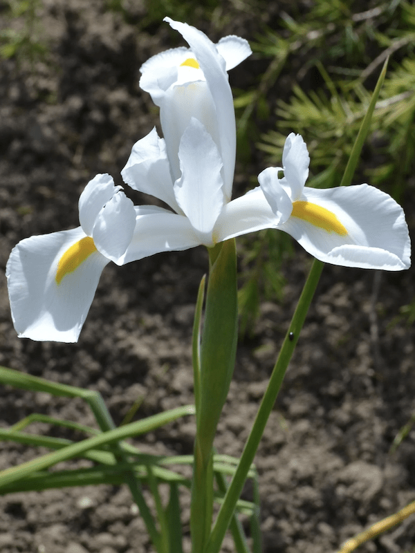 Bulbos de Iris Blanco/Amarillo2