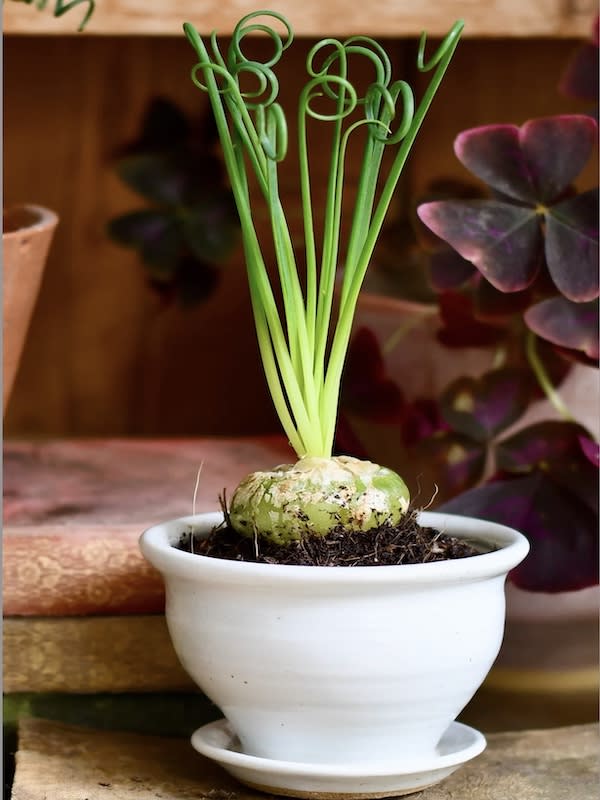 Albuca Spiralis. Bulbo4