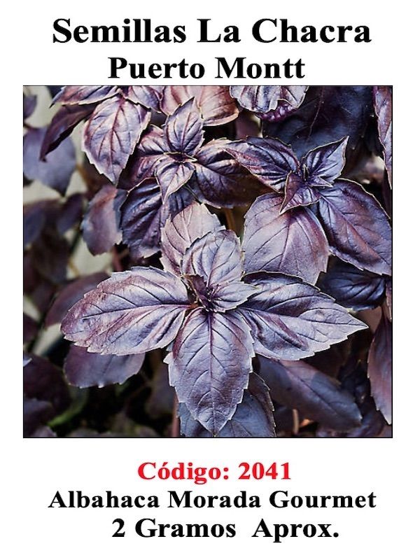 ALBAHACA MORADA1