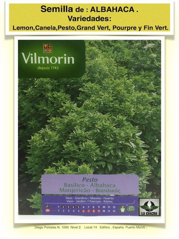 ALBAHACA PESTO1
