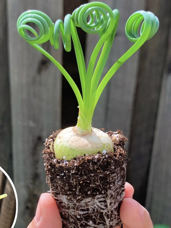Albuca Spiralis. Bulbo3