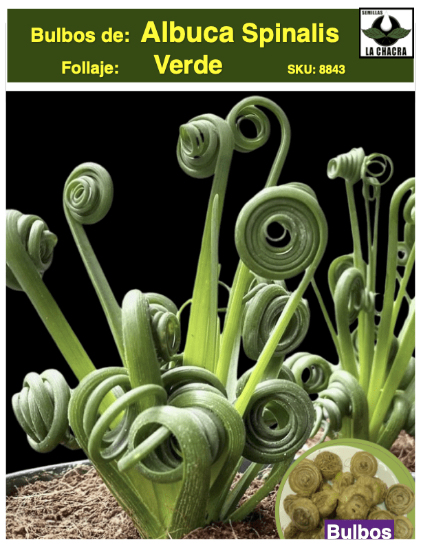 Albuca Spiralis. Bulbo1