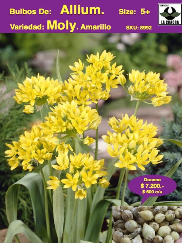 Pack 12 Bulbos Allium Moly. Color Amarillo  Size:  5+1