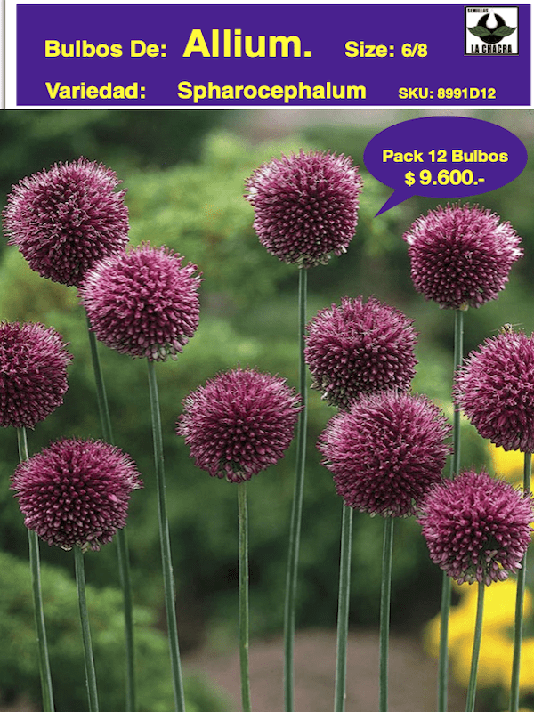 Allium Spharocephalum.  Pack 12 Bulbos  Size: 6/81