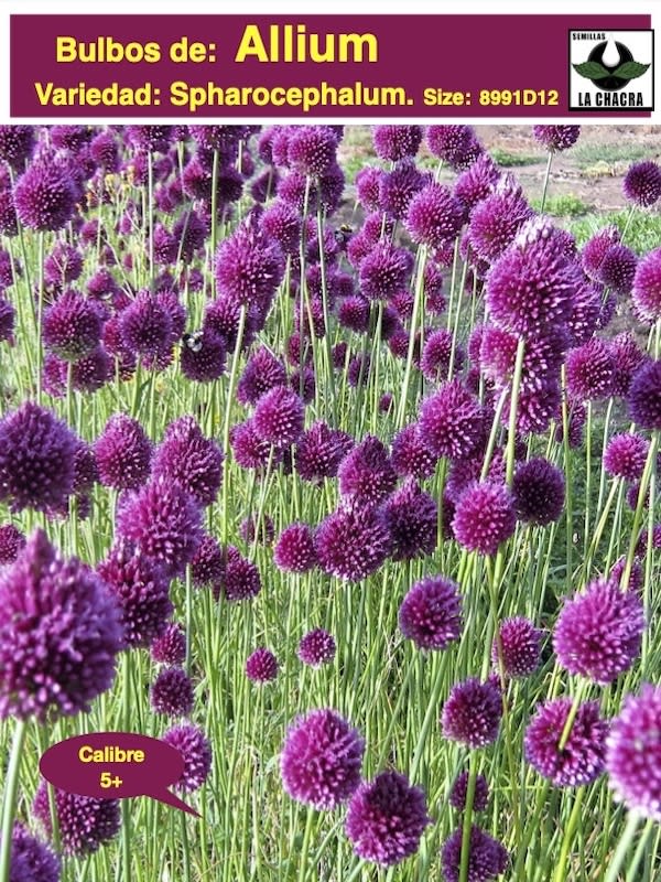 Allium Spharocephalum.  Pack 12 Bulbos  Size: 6/81