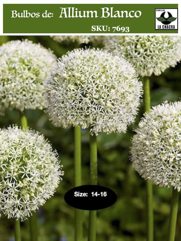 Bulbos Allium Blanco Calibre 14-161