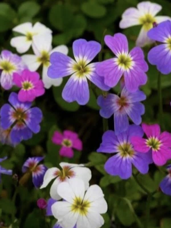 ALHELI De Mahón. Variado2