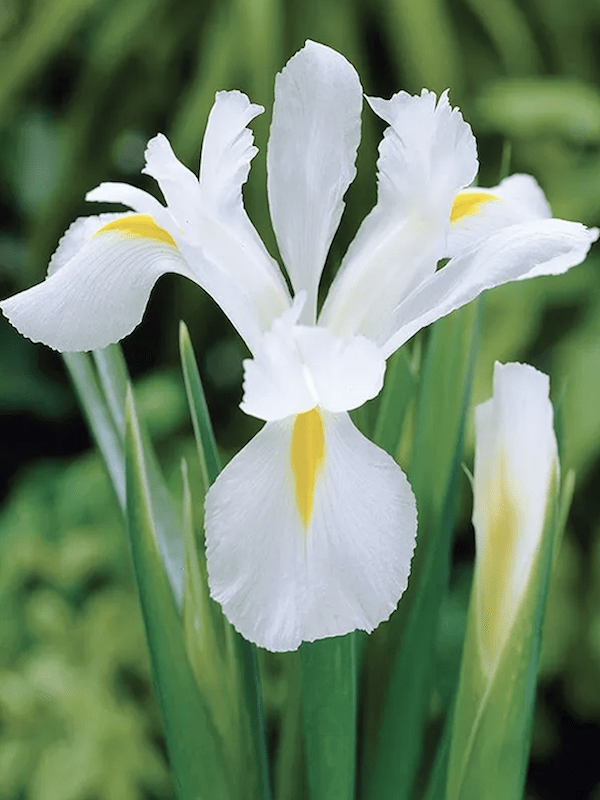 Bulbos de Iris Blanco/Amarillo3