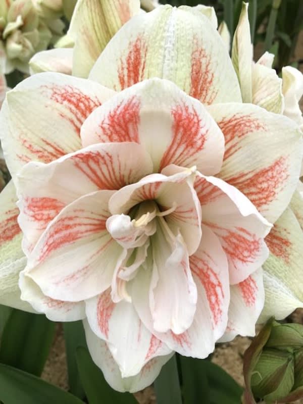 Amaryllis Exclusivos  Color:  Blanco Doble Centro Rojo. Size: 26/283
