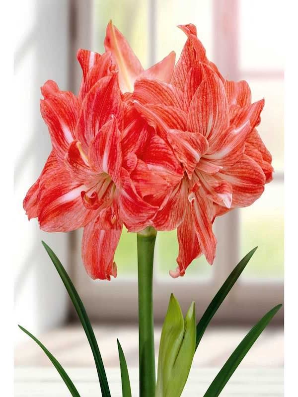 Amaryllis  Exclusivos Dobles  Color: Fucsia Vetas Blancas. Size: 26/284