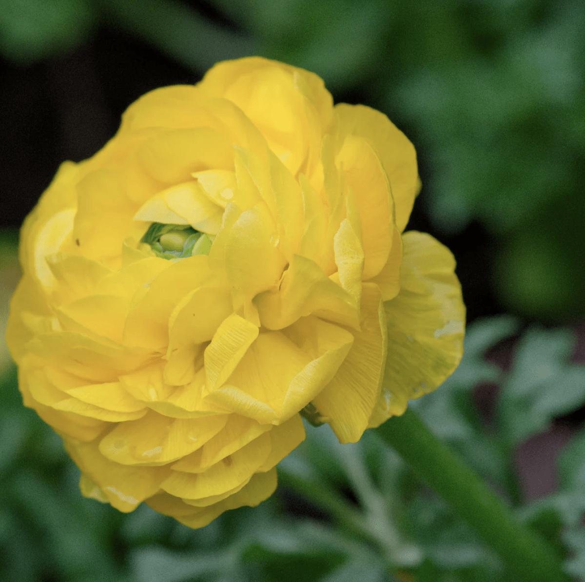 1 Docena de Bulbos de Ranúnculos Color: Amarillo. Size: 5/62