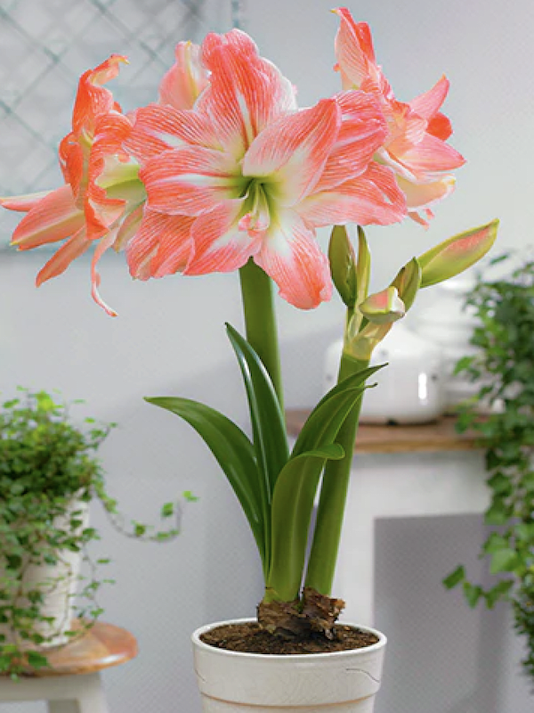 Amaryllis Exclusivo  Color: Blanco Doble Puntas Rosada.Size: 26/282