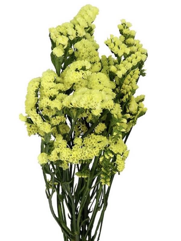 ESTATICE Sinuata. Color: Amarillo2