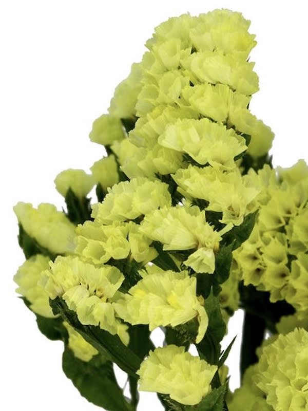 ESTATICE Sinuata. Color: Amarillo4