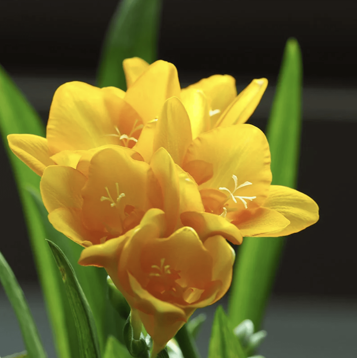 Bulbos Fresias Amarillas, Pack 10 Bulbos  Size 5+2