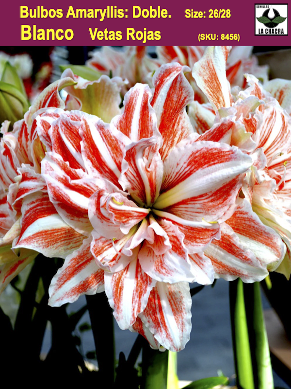 Amaryllis  Exclusivos Dobles Color: Blanco Vetas Rojas. Size: 26/281